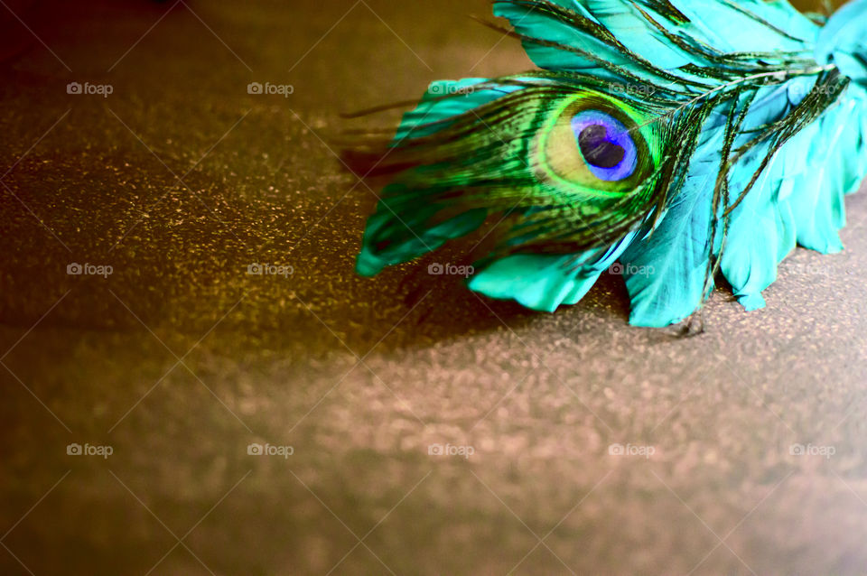 Close-up of peacock feather