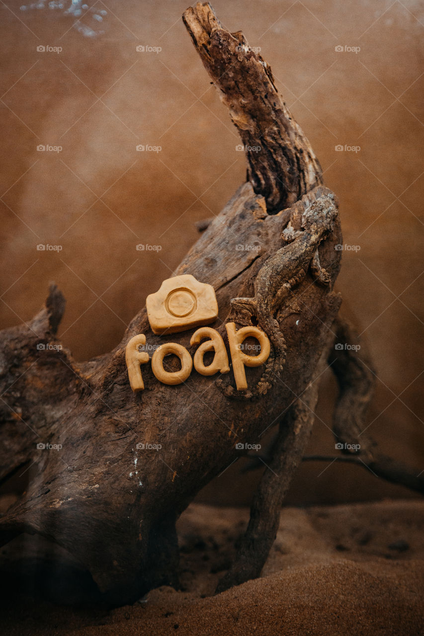 gecko sits on a tree