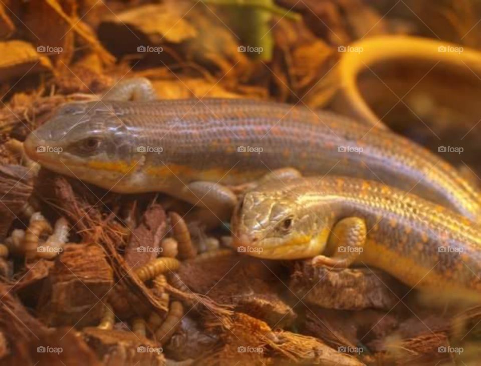 2 reptiles , skinks , close up