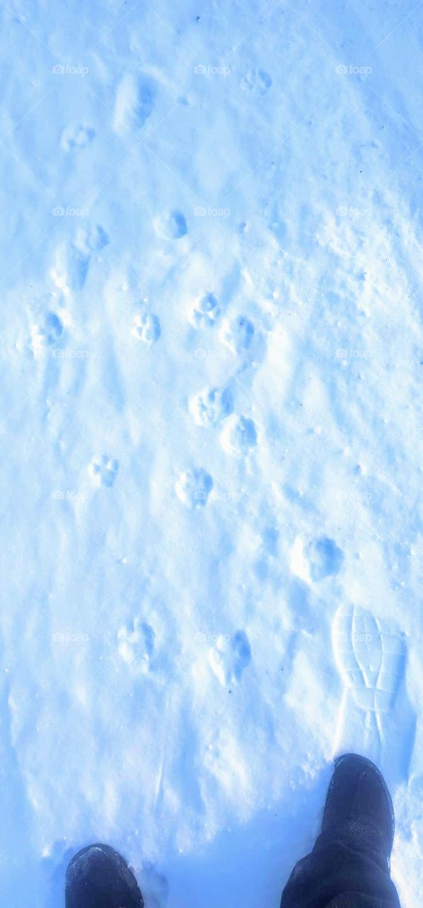 Lynx paw prints