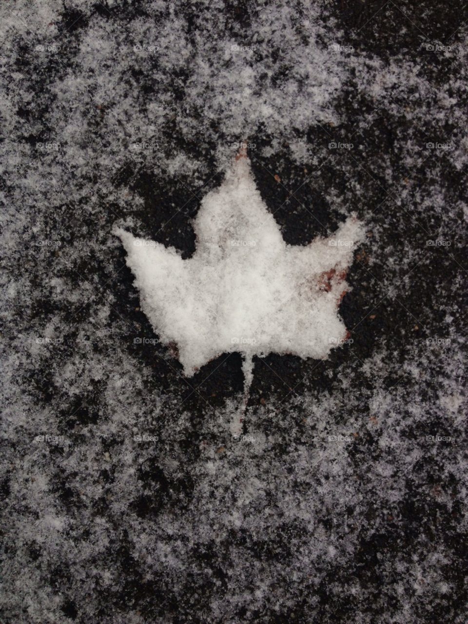 snow winter leaf playground by zhouwong