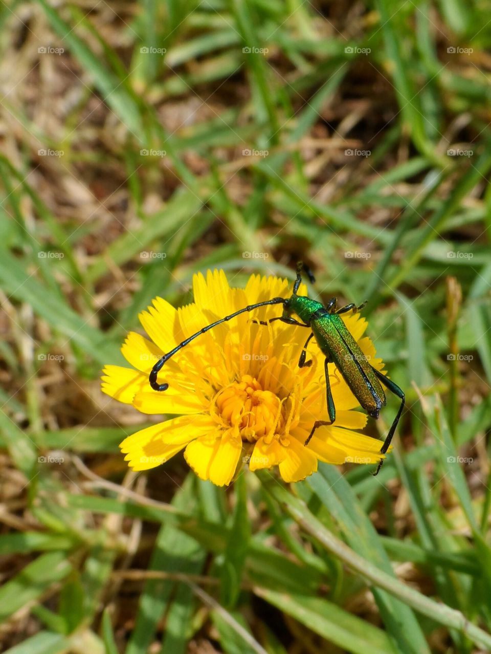 Plinthocoelium suaveolens or beautiful iridescent green beetle