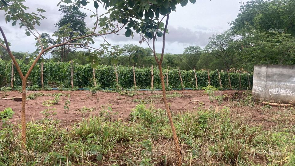 Cucumber plantation