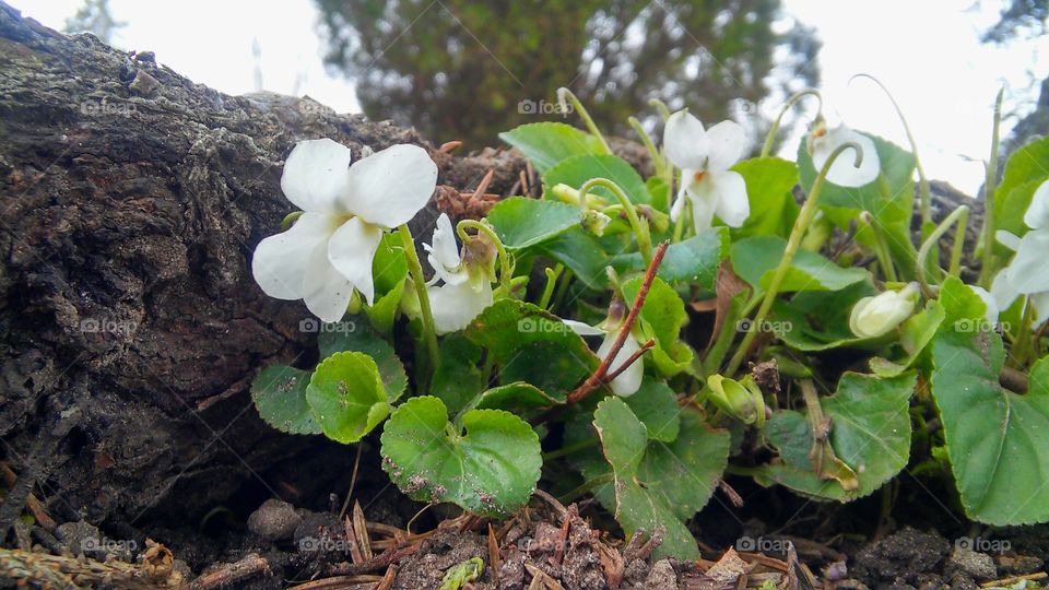 Nature, Flower, Flora, Leaf, Garden