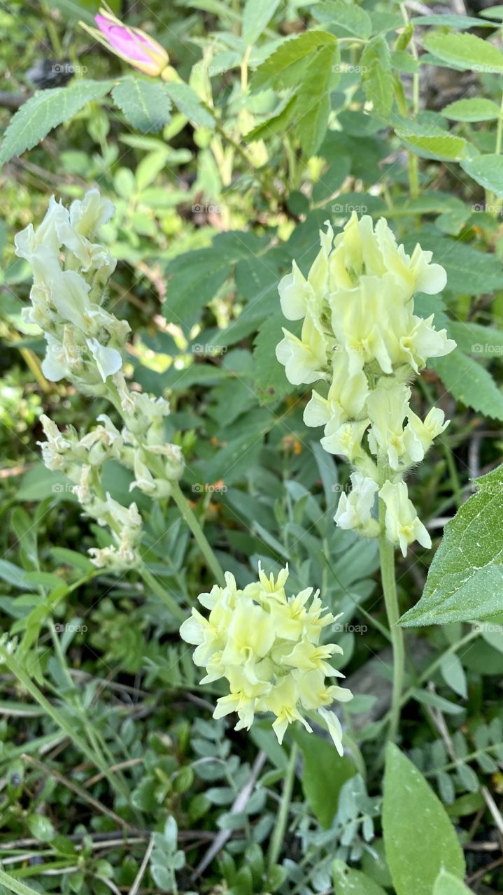 Prairie Mountain Flowers