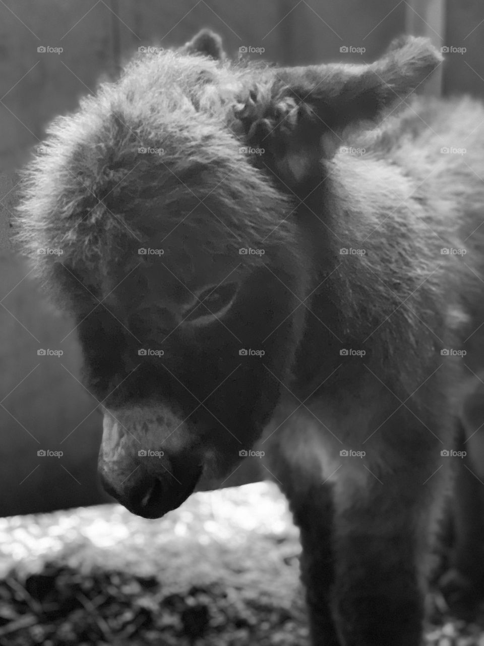 2 day old mini donkey 