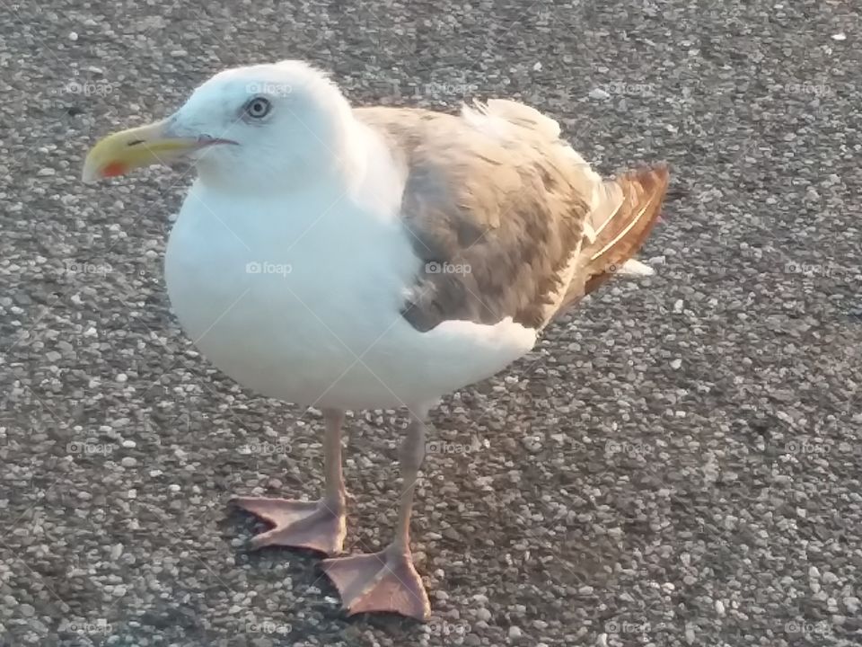 seagull