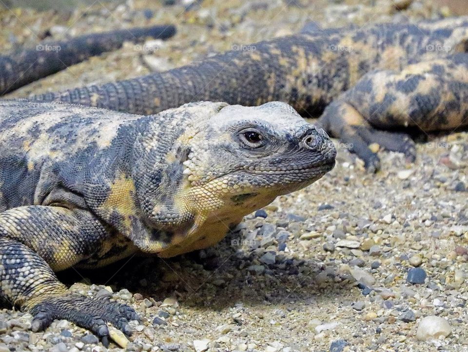 Mona Lizzard