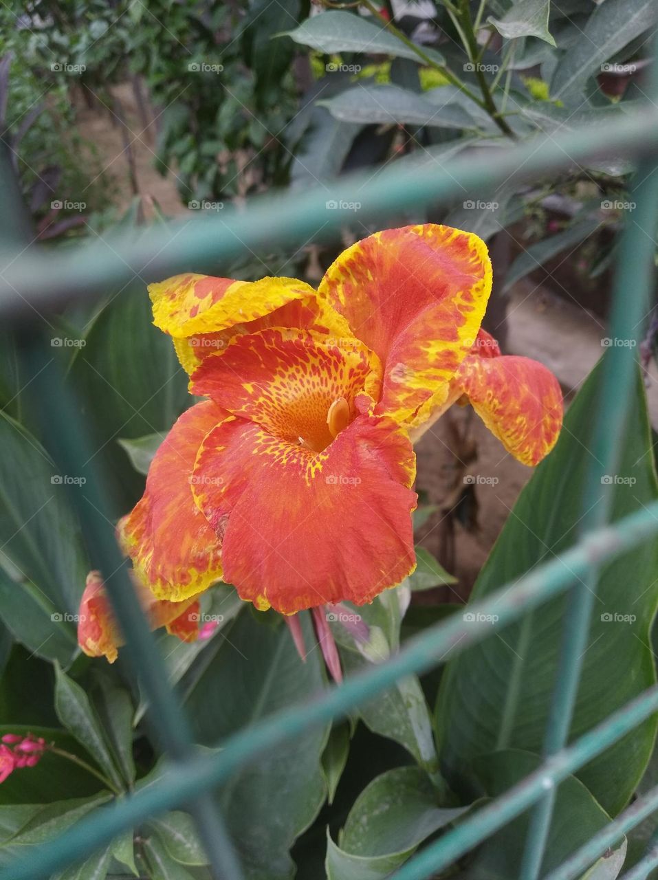 orange colour flowers seasonal fresh shurb small size looks very beautiful generally found everywhere