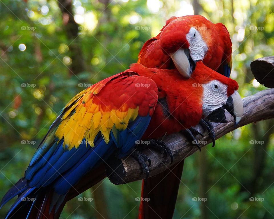 Two parrots