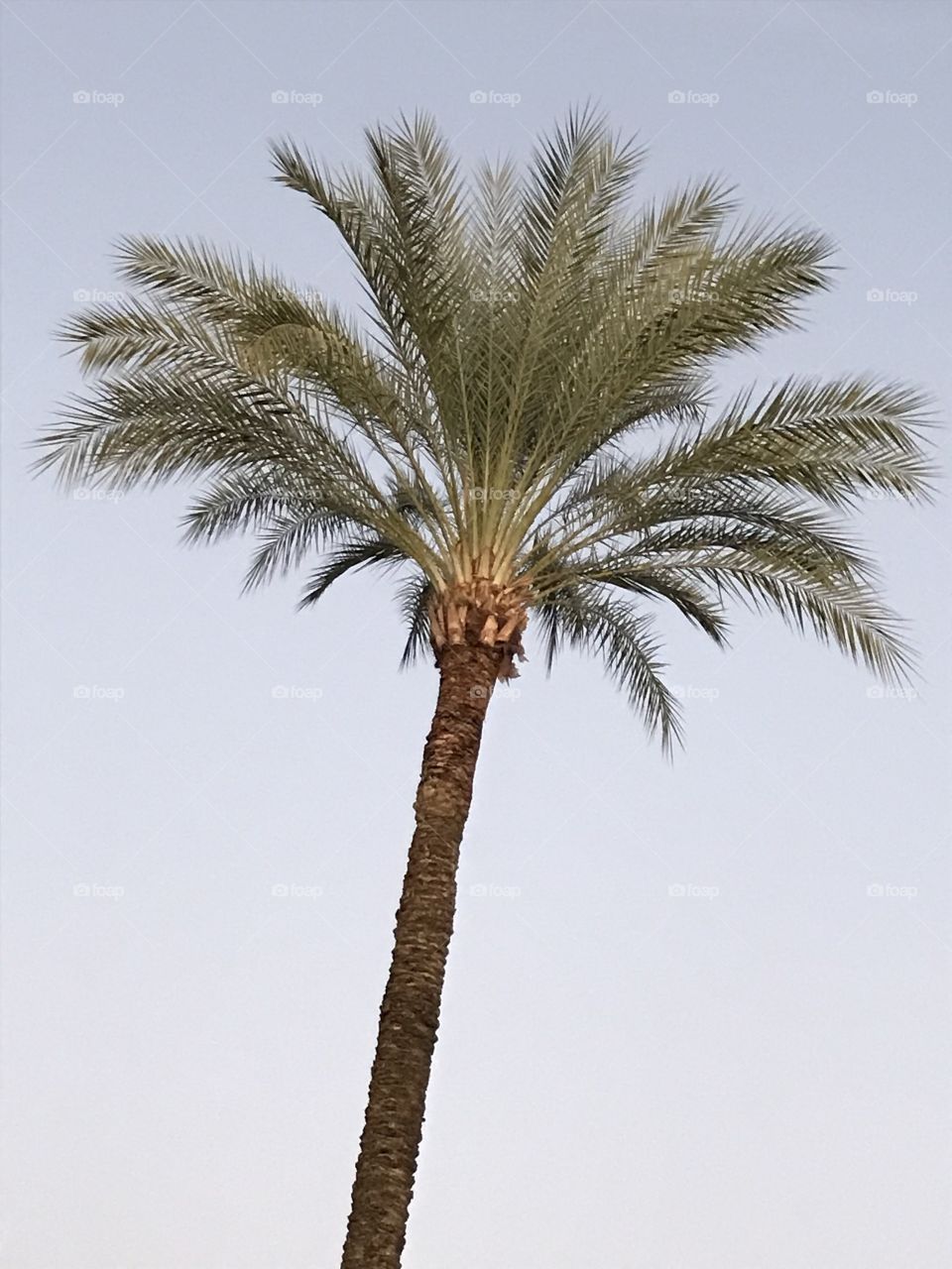 A palm tree. The sight of it certainly would give one a feeling of desire to be in a relaxing tropical environment away from the stressful, busy city.