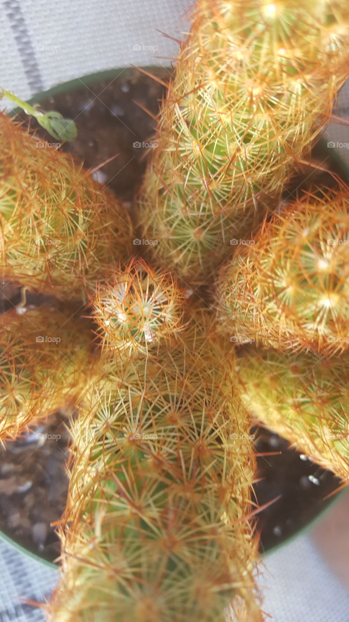 orange cactus