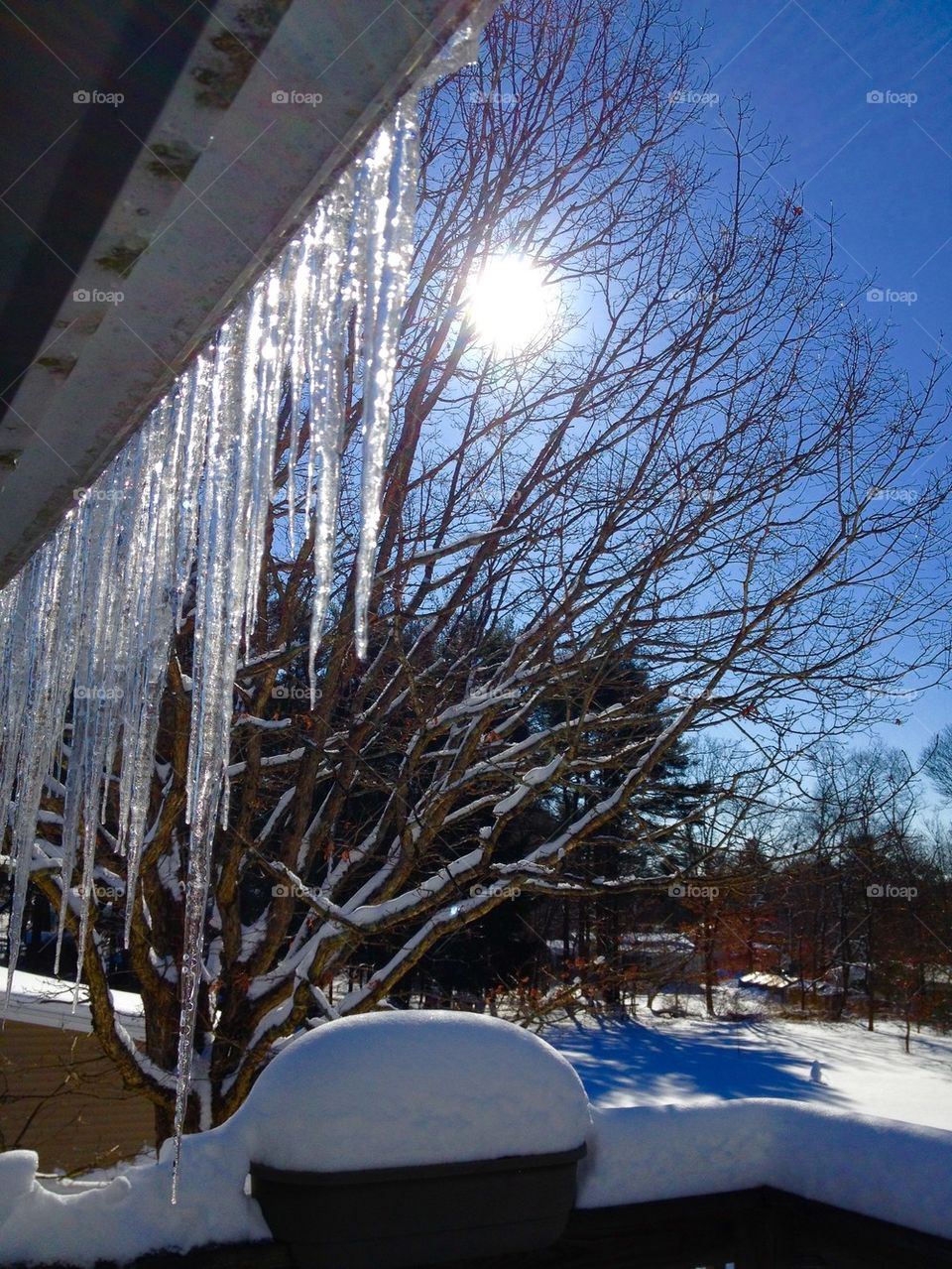 ICICLES IN SUNLIGHT w TREE