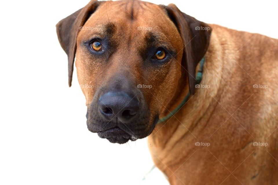 Rhodesian ridgeback 