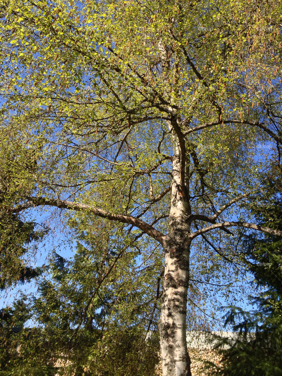 Tall Spring Willow Tree