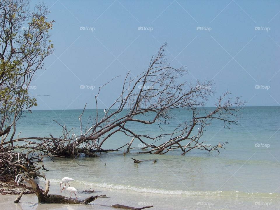 Trees in water at beach