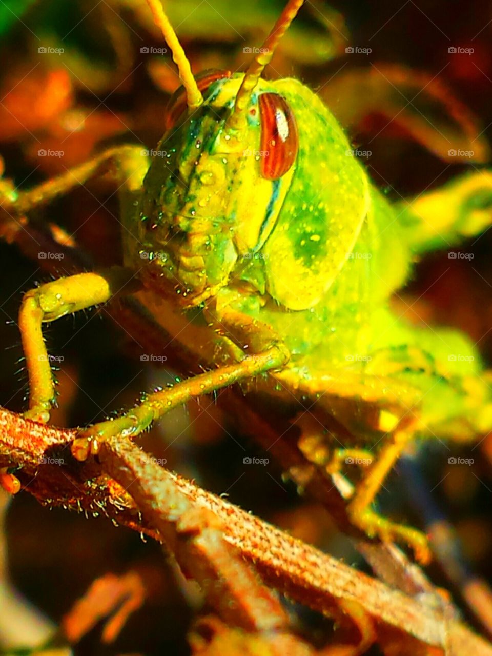 "Green Grasshopper"