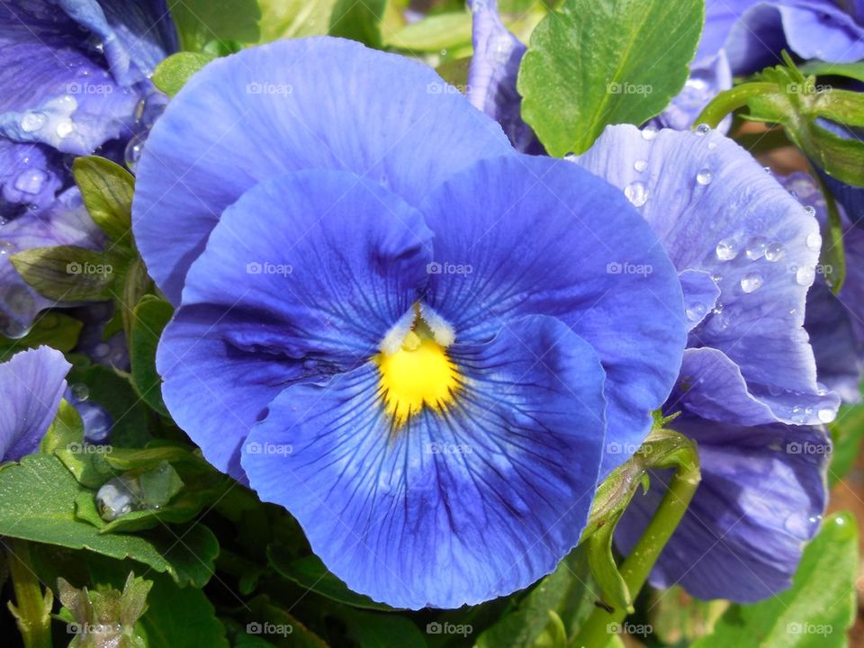 blue pansy flowers