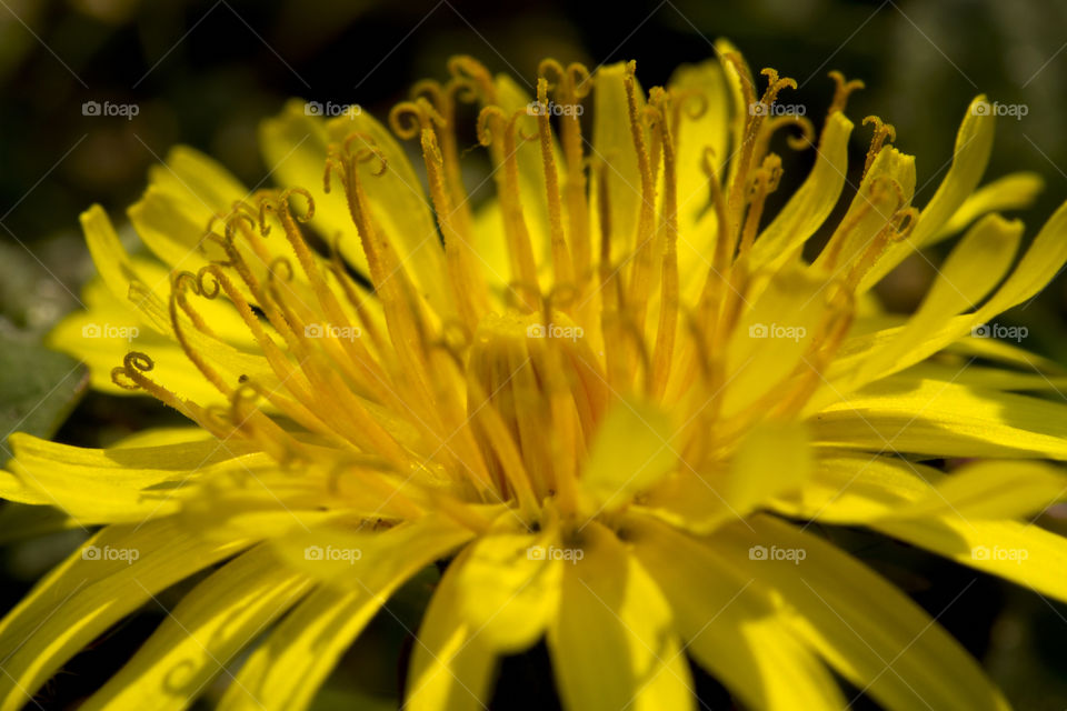 Macro of a dandelion 