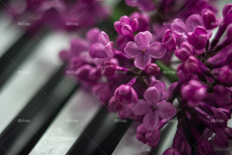 Close-up of flowers