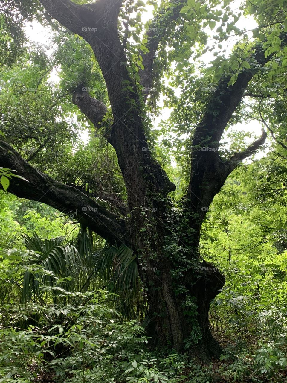 Amazing tree I saw on a nature trail! I couldn’t even back up enough to get the whole thing.