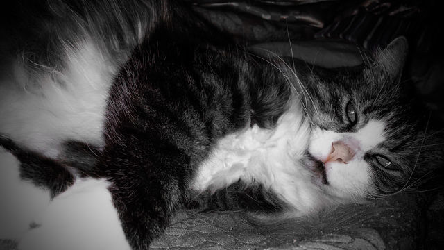 Big Lazy Cat 