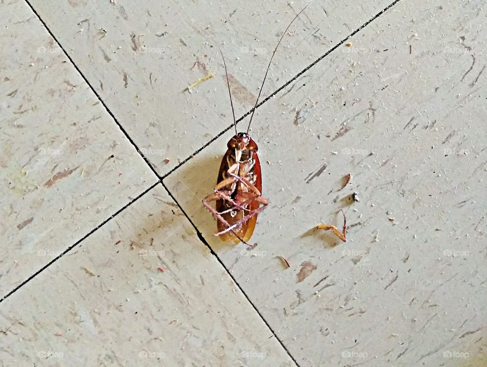 Desktop, Old, Closeup, Nature, Color