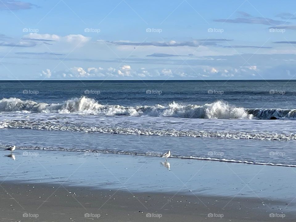 Gulls and Tides