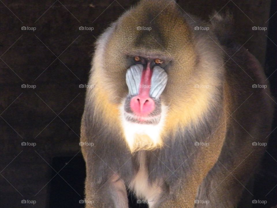 Baboon