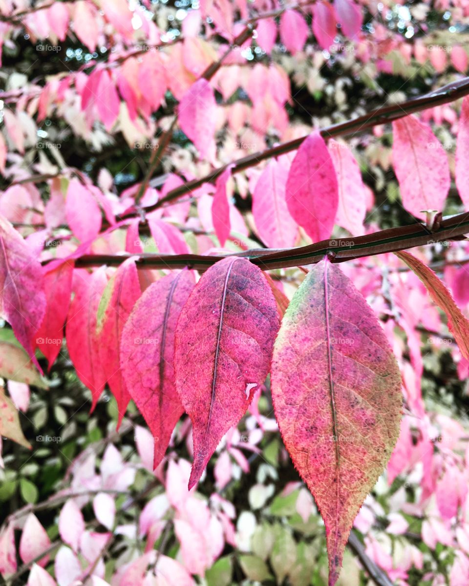 Gorgeous fall leaves. On a walk with my dog and had to stop and look at these gorgeous pink leaves!