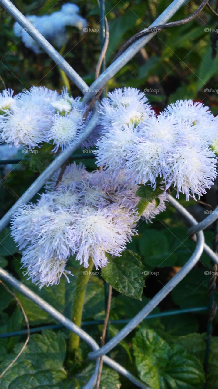 Nature, Flora, No Person, Flower, Leaf