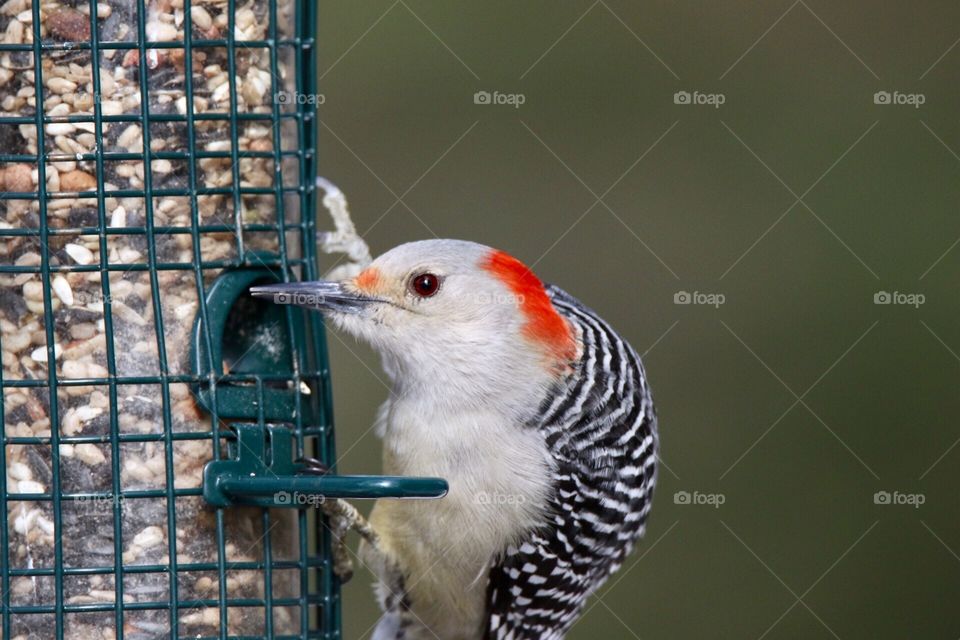 Red bellied woodpecker