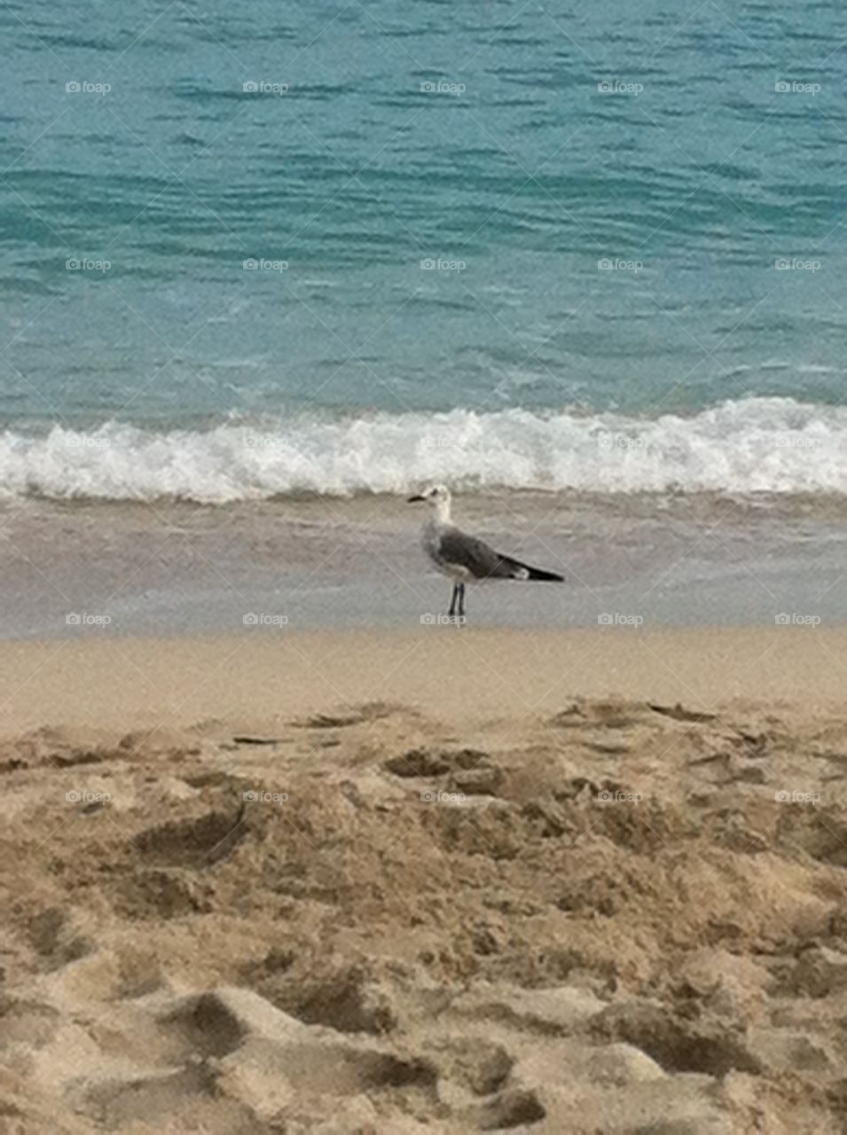 Gull By the Sea