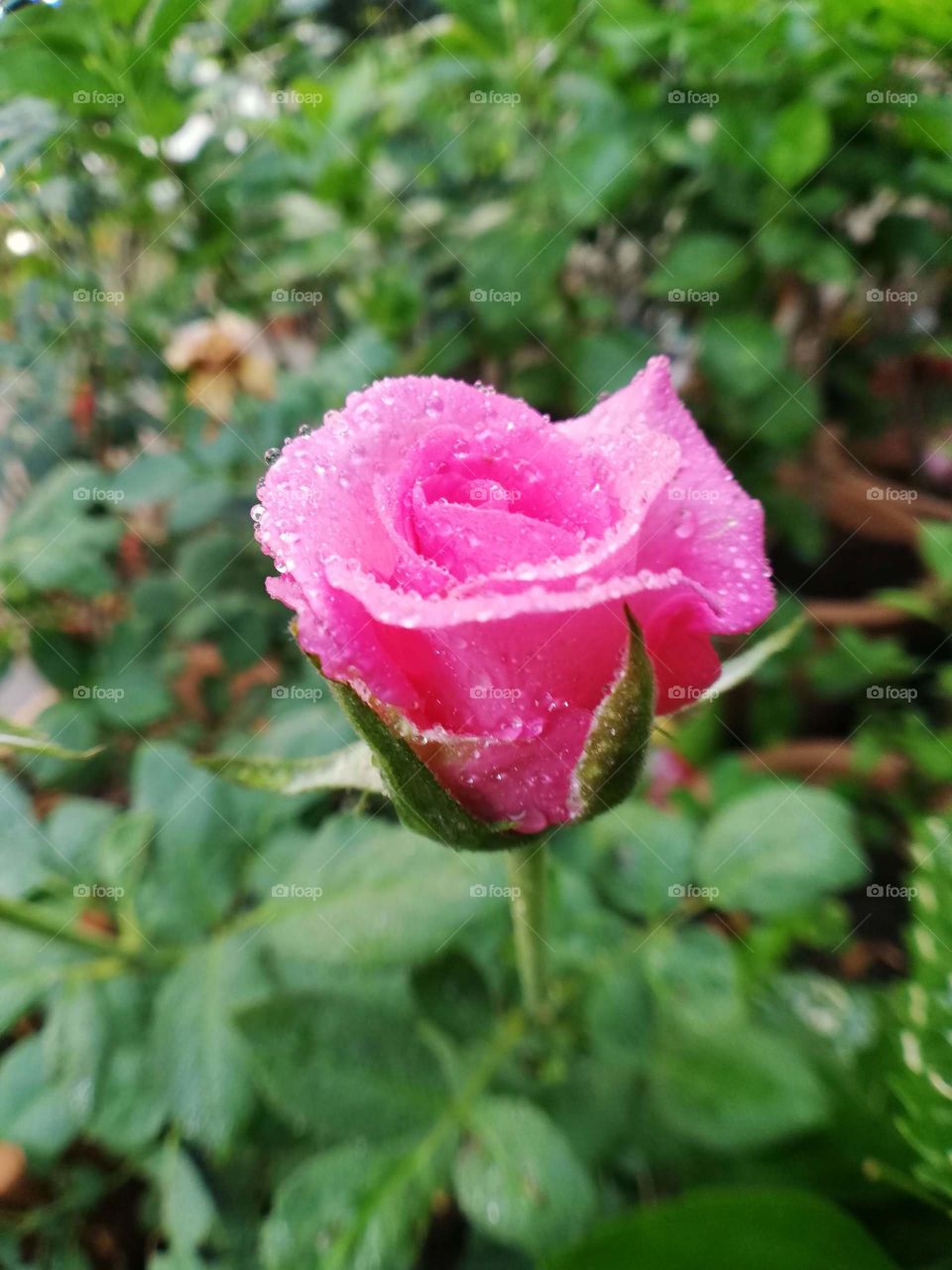 Rose-flower 