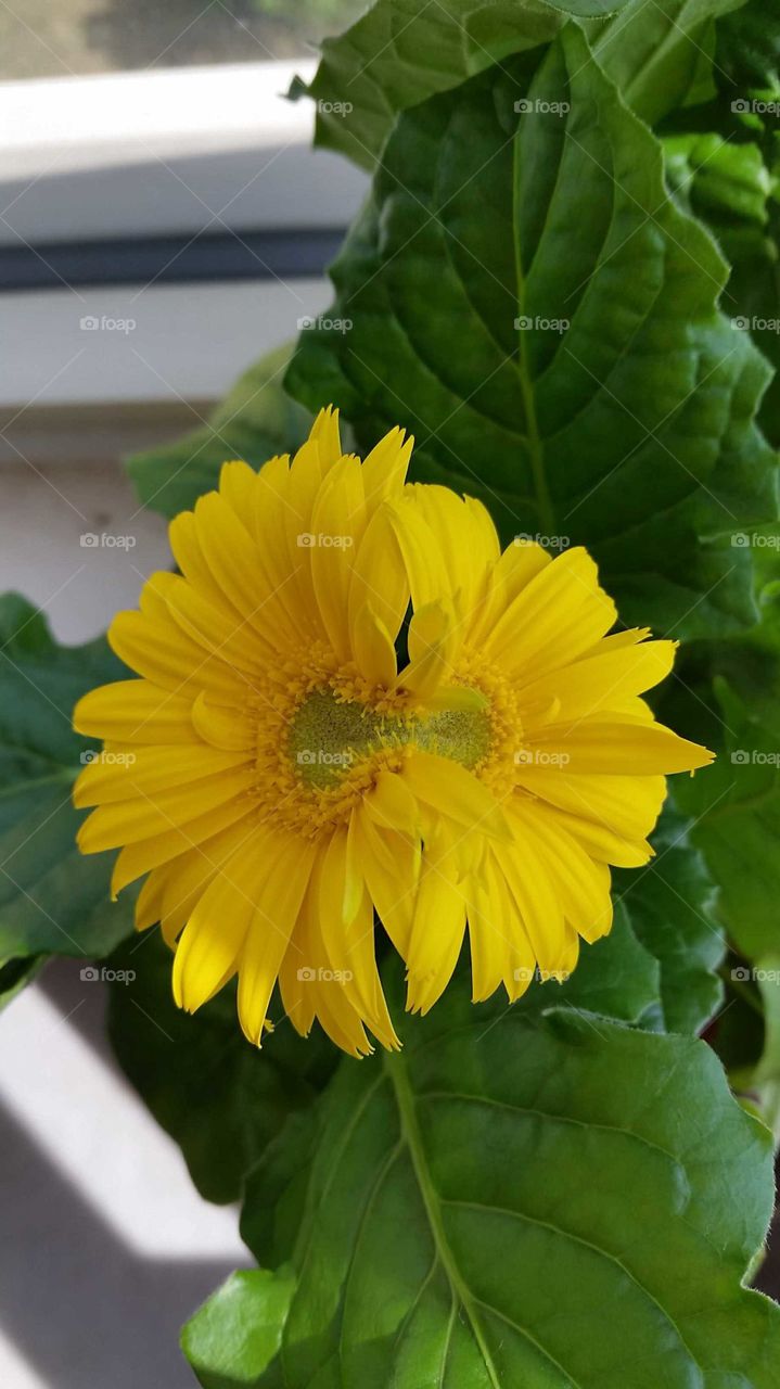 Siamese Twins Conjoined Yellow Flower