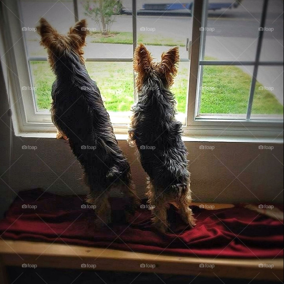 Waiting for their Master