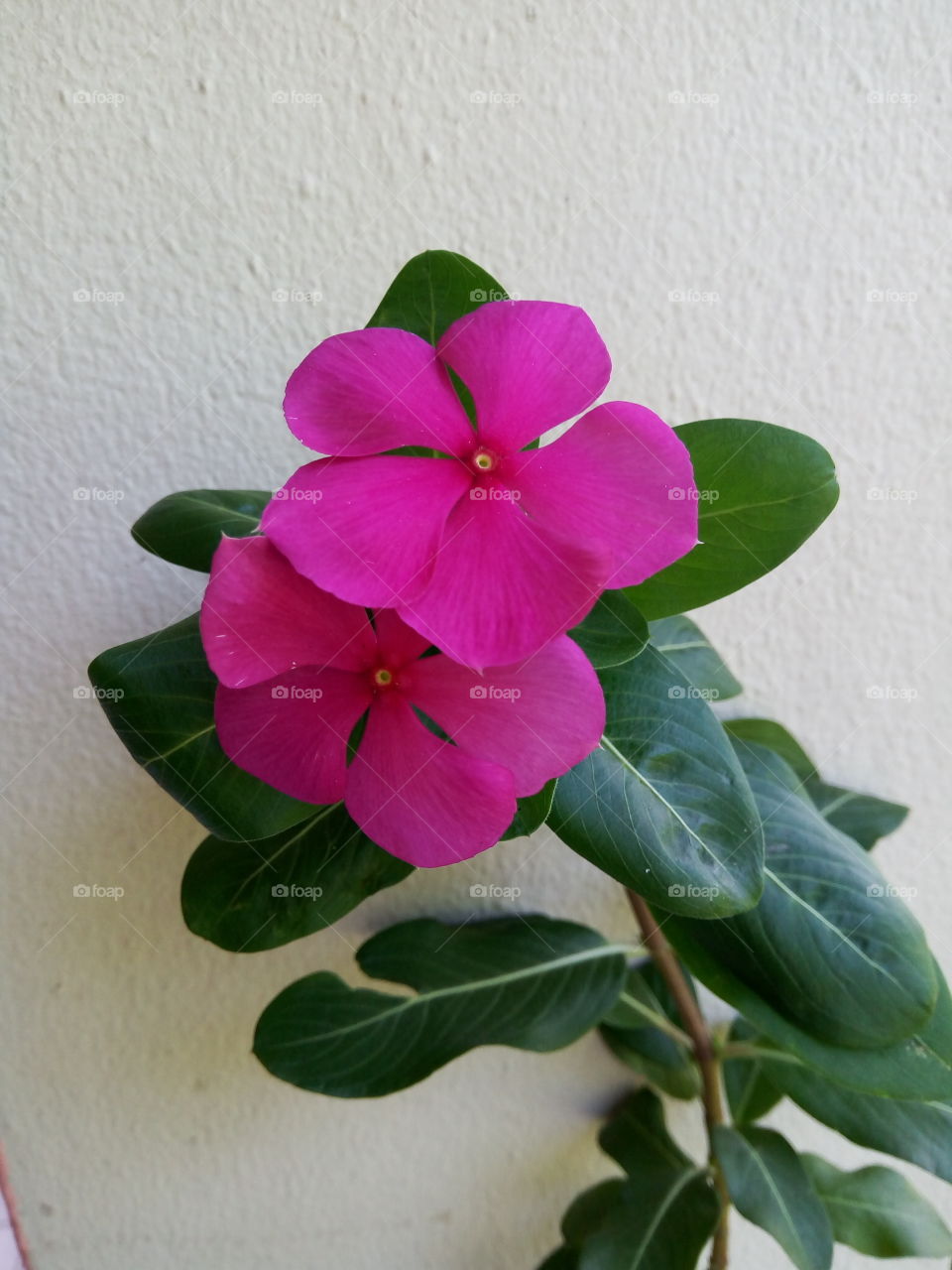 blooming periwinkle