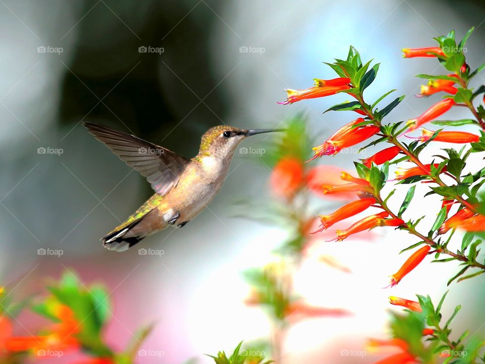 hummingbird in flight