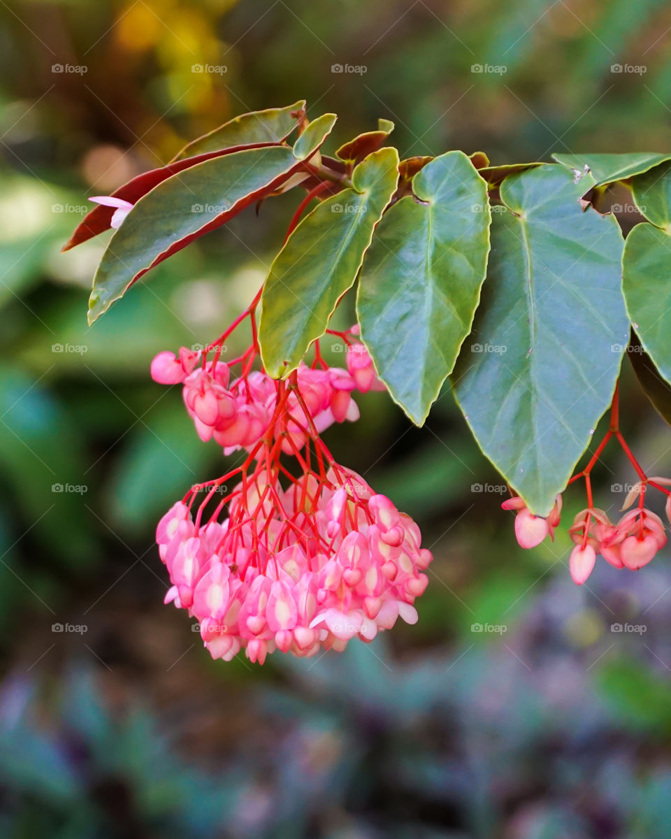 Angel Wing Begonia