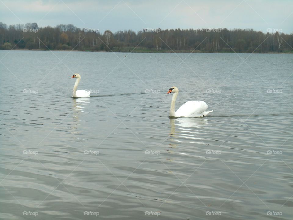 Swan, Lake, Water, Bird, Reflection