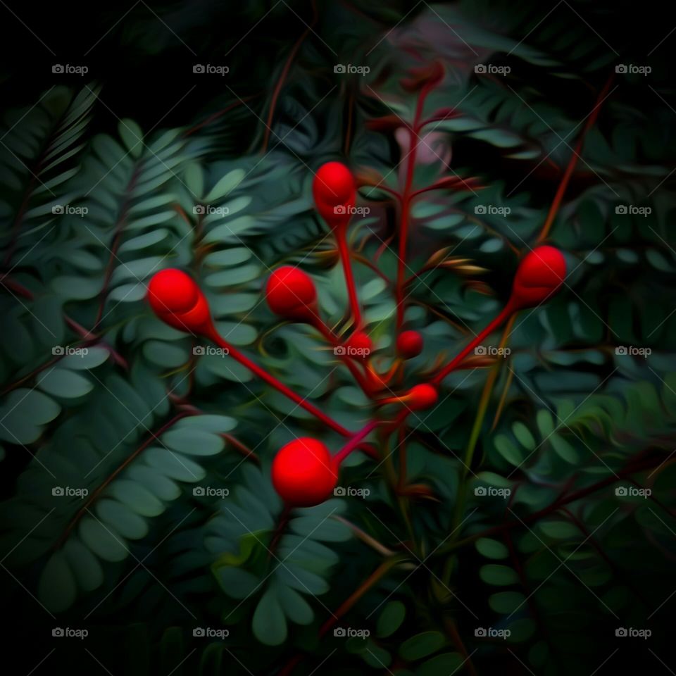 Winter Berries On Plant - Dark