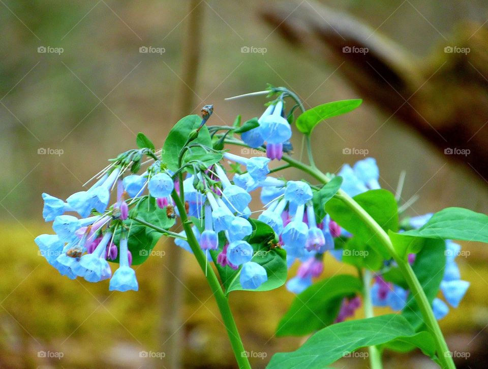 A close up of Virginia Bluebell wildflowers growing in WV.