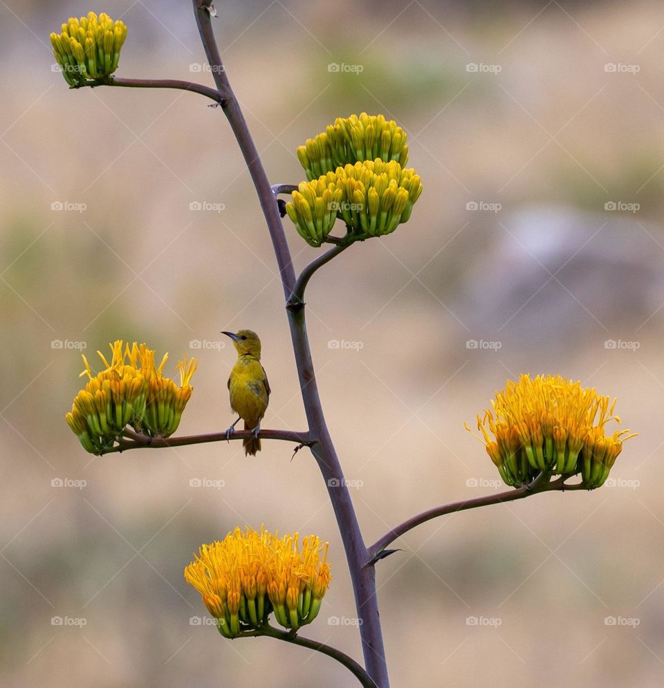“Oh God, keep me away from a lot of thinking and anxiety, and grant me peace of heart and mind, my Lord, grant me what I have been patient for and grant me happiness in this world and the hereafter.”