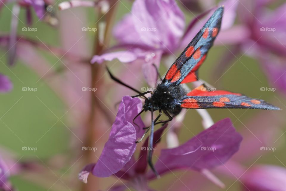 Insect. Insect feeding from flower