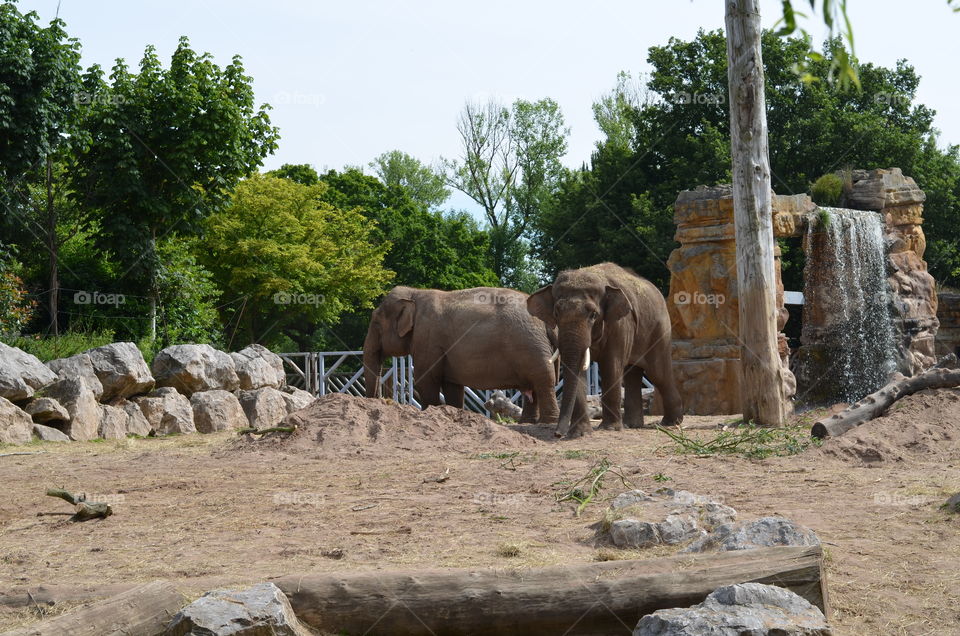 Close-up of two elephant