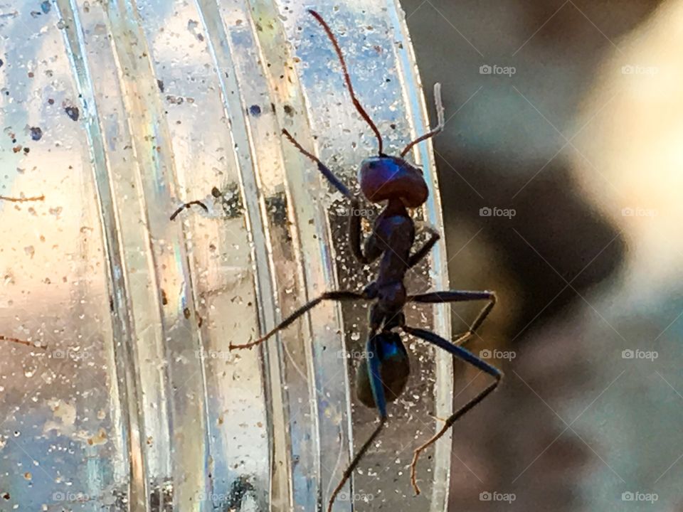 Silhouette of a large worker ant crawling up side of clear container