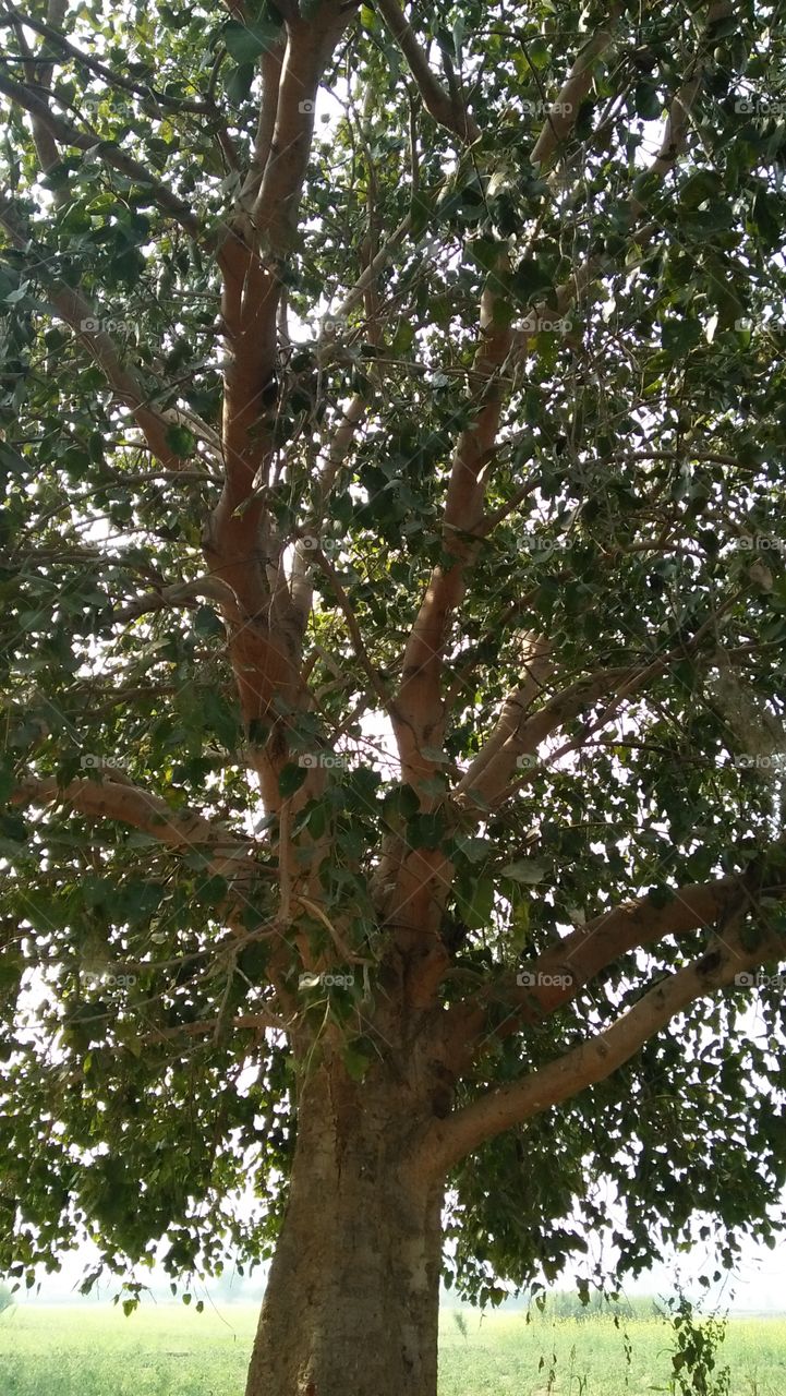 tree