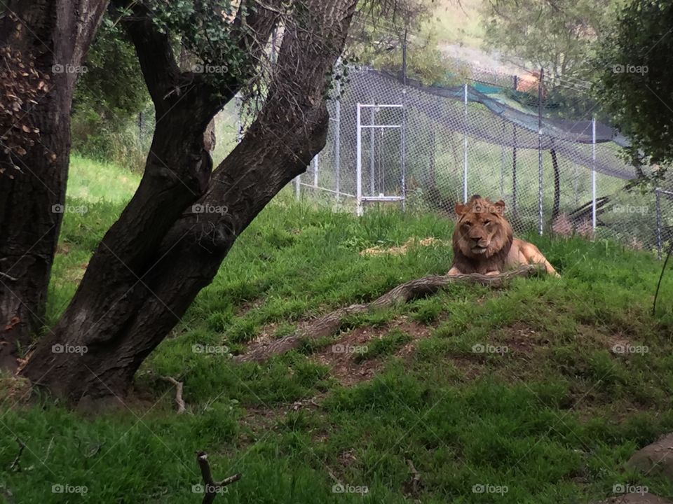 Lion at zoo 