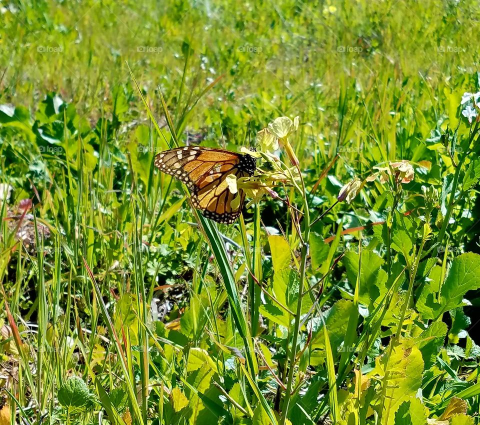 Beautiful Monarch butterfly in Santa Cruz