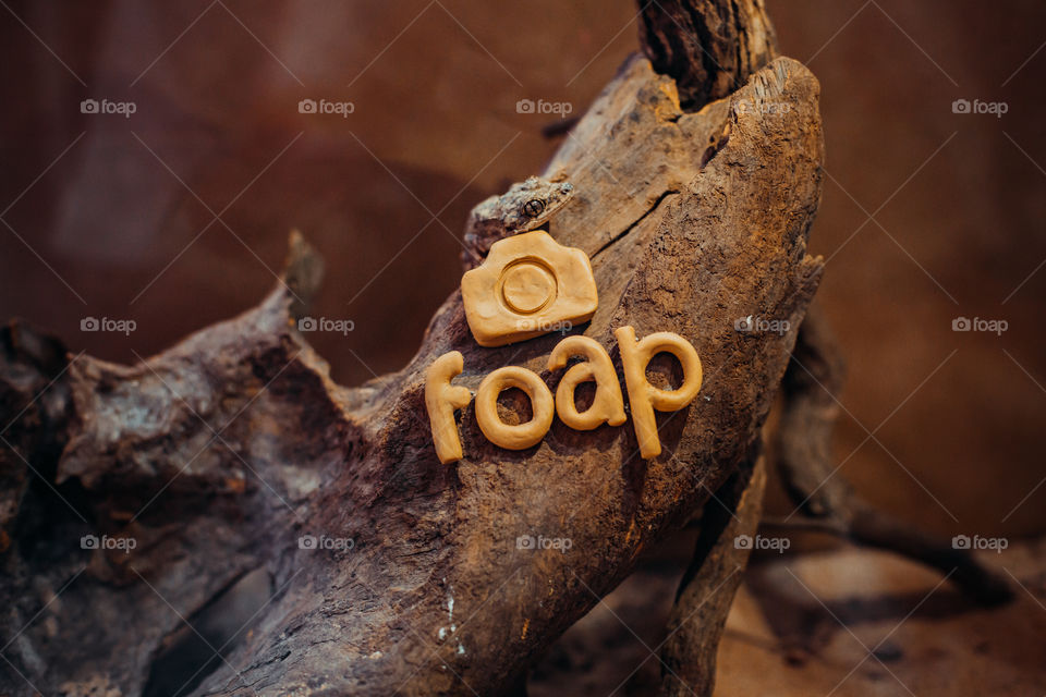 a gecko sits in a tree. foap logo